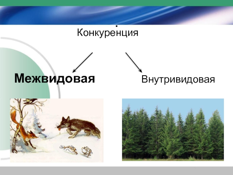 Презентация конкуренция биология