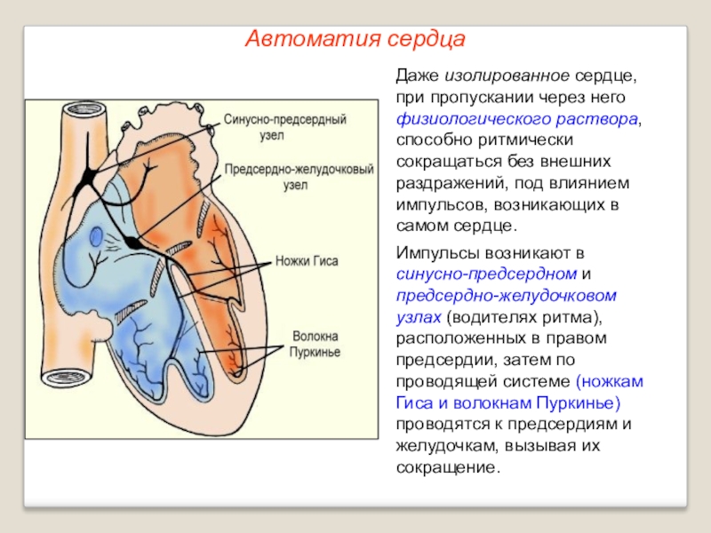 Проводящая система сердца механизм автоматии сердца презентация