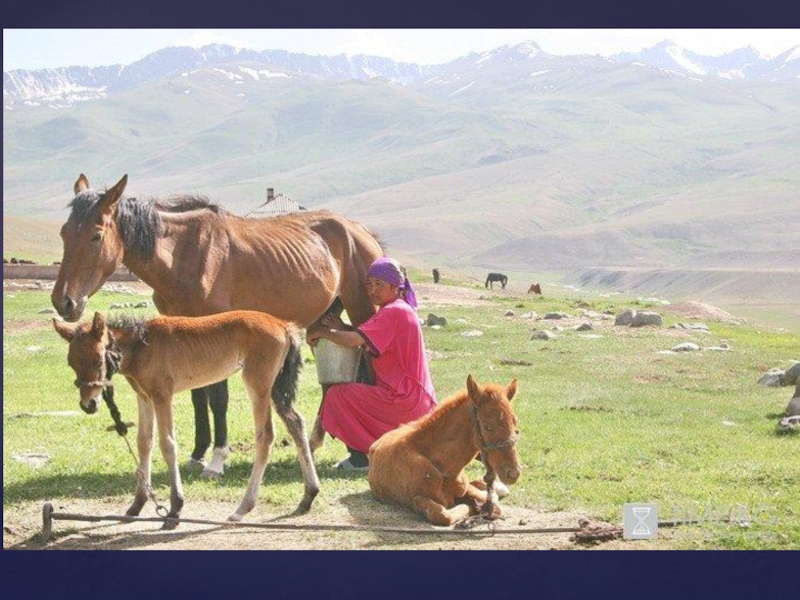 Пеш бие. Кумысолечение в Суусамыре. Кумыс горный Алтай. Горный кумыс с лошадью. На коне с кумысом.