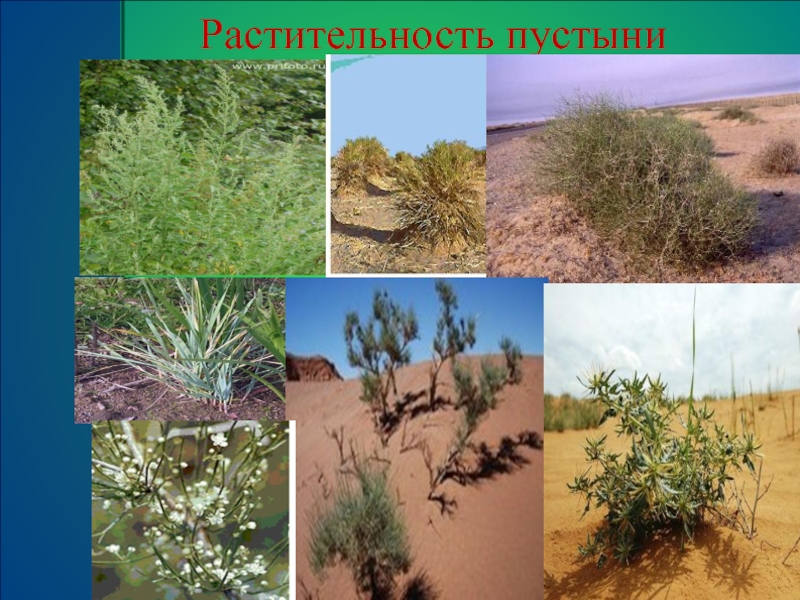 Растения пустыни 5 класс биология. Растительность пустынь и полупустынь в России. Растения пустынь и полупустынь в РО. Растительный мир пустыни и полупустыни.