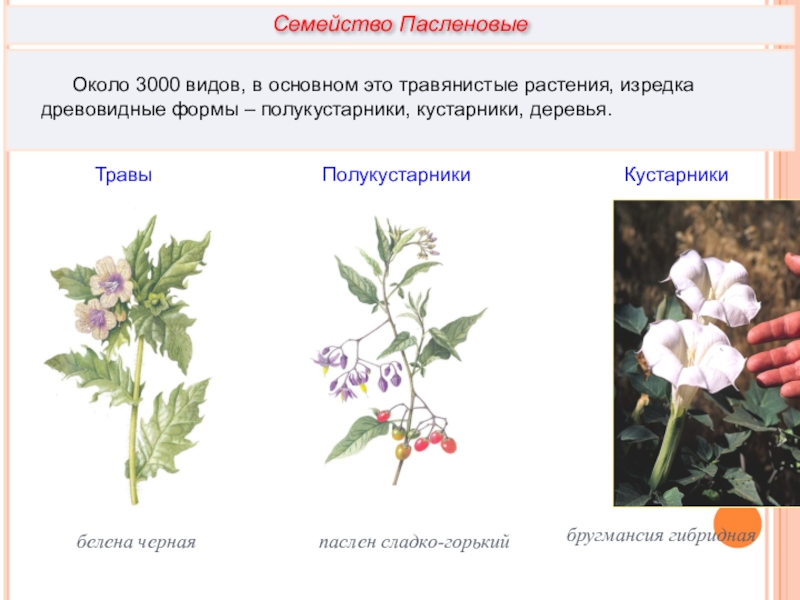 Семейства пасленовые и бобовые семейство сложноцветные 6 класс презентация