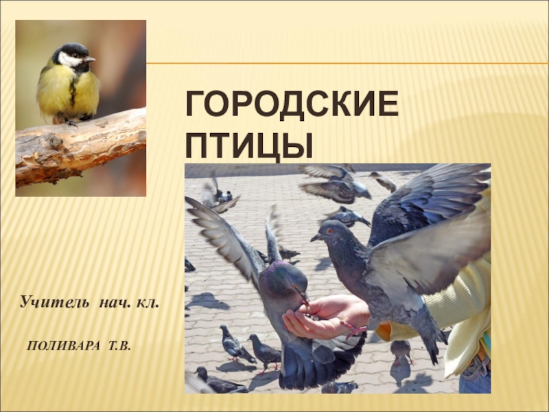 Презентация Презентация по окружающему миру Городские птицы
