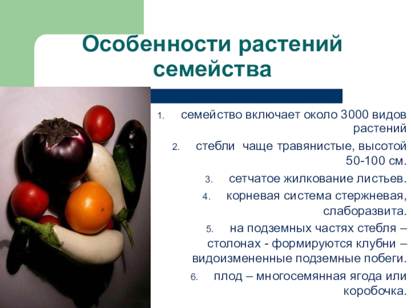 Признаки характеризующие семейство пасленовые. Характеристика семейства Пасленовые. Пасленовые характеристика. Особенности семейства пасленовых. Семейство Пасленовые общая характеристика.