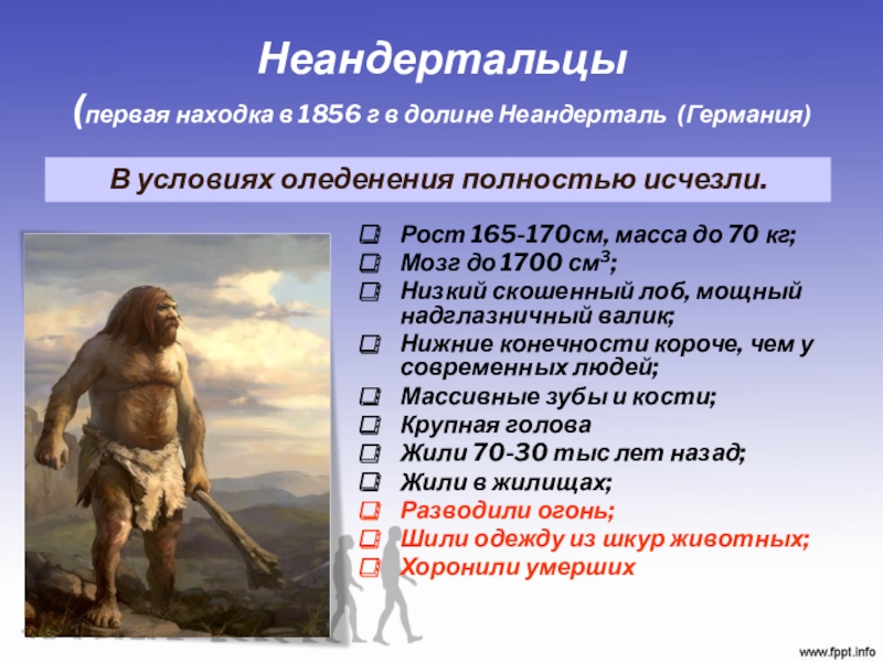 Неандертальцы  (первая находка в 1856 г в долине Неандерталь (Германия)Рост 165-170см, масса до 70 кг;Мозг до