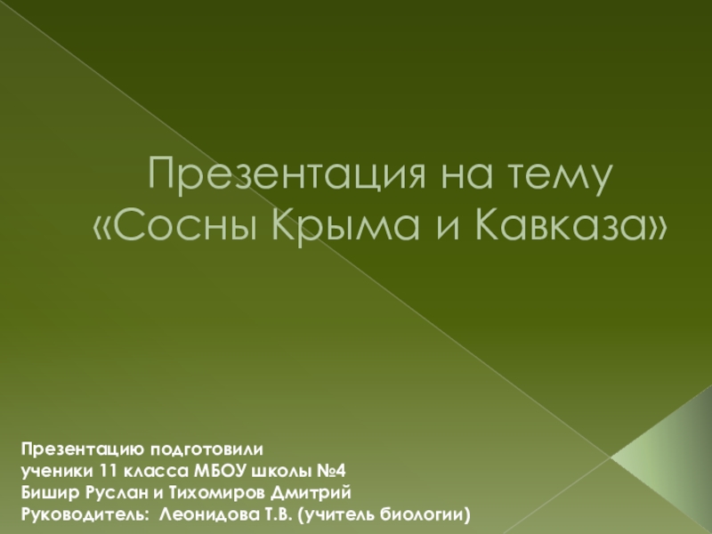 Презентация Презентация по биологии на тему  Сосны Крыма и Кавказа