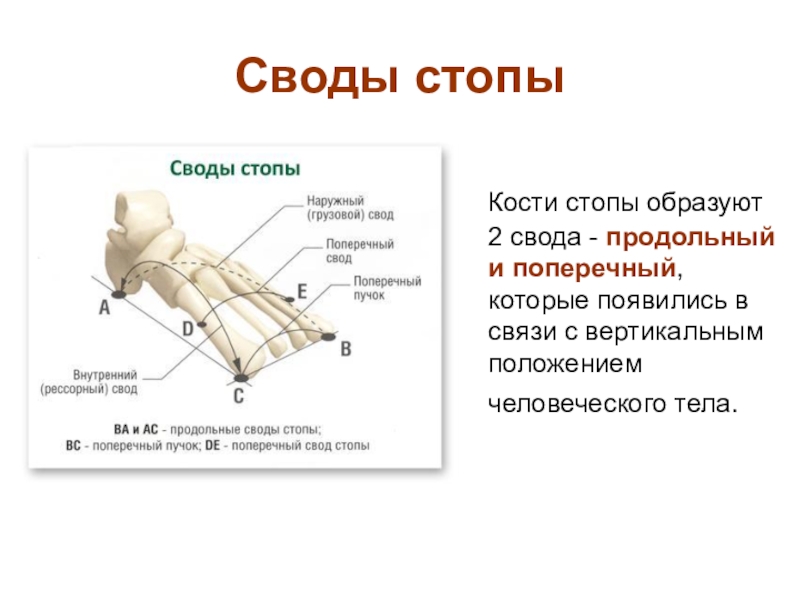 Как называется свод олимпийских. Кости свода стопы анатомия. Продольный и поперечный свод стопы. Продольный свод стопы. Внутренний свод стопы.