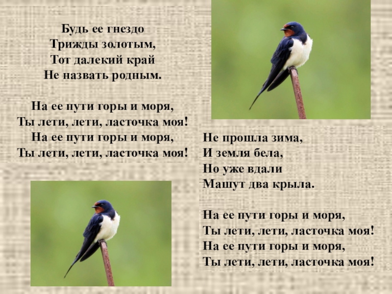 Стишок про ласточку. Ласточка текст. Песня Ласточка текст. Ласточка Крылатов текст. Композиции с ласточками.