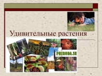 Презентация по биологии на тему Удивительные растения (6 класс)