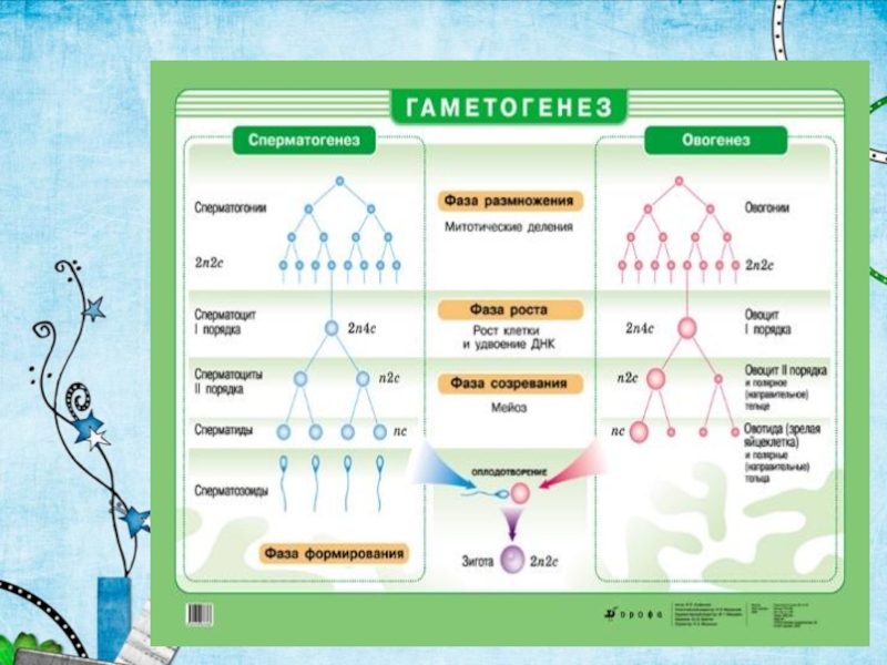 Презентация гаметогенез 10 класс профиль