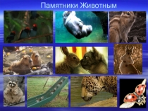 Презентация по биологии 7 класс на тему Памятники животным