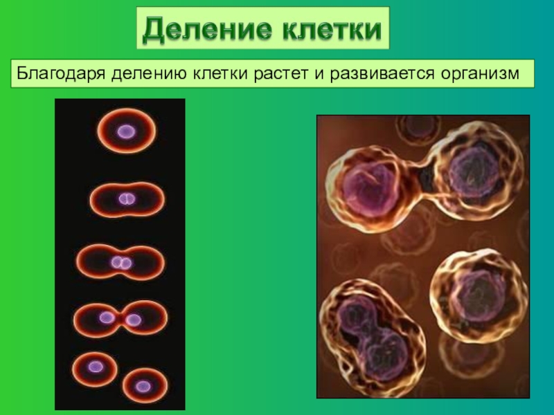 Деление клеток обеспечивает организму. Деление клетки. Процесс роста клетки. Деление клетки биология. Деление клеточных организмов.