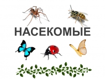 Насекомые
