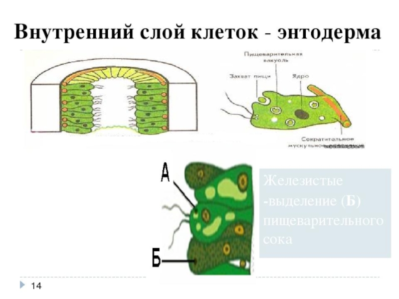 Энтодерма на рисунке