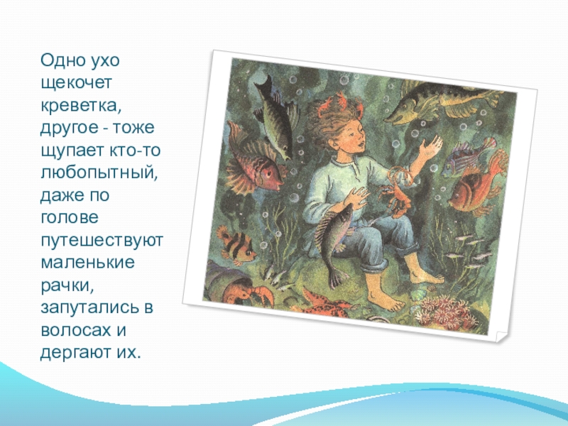 Одно ухо щекочет креветка, другое - тоже щупает кто-то любопытный, даже по голове путешествуют маленькие рачки, запутались