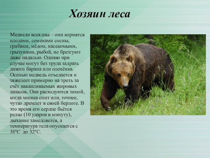 Сочинение о медведе 5 класс. Всеядные животные медведь. Всеядные животные леса. Медведь всеядное животное или хищник. Бурый медведь всеяден.