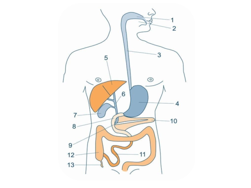 Органы пищеварительной системы схема