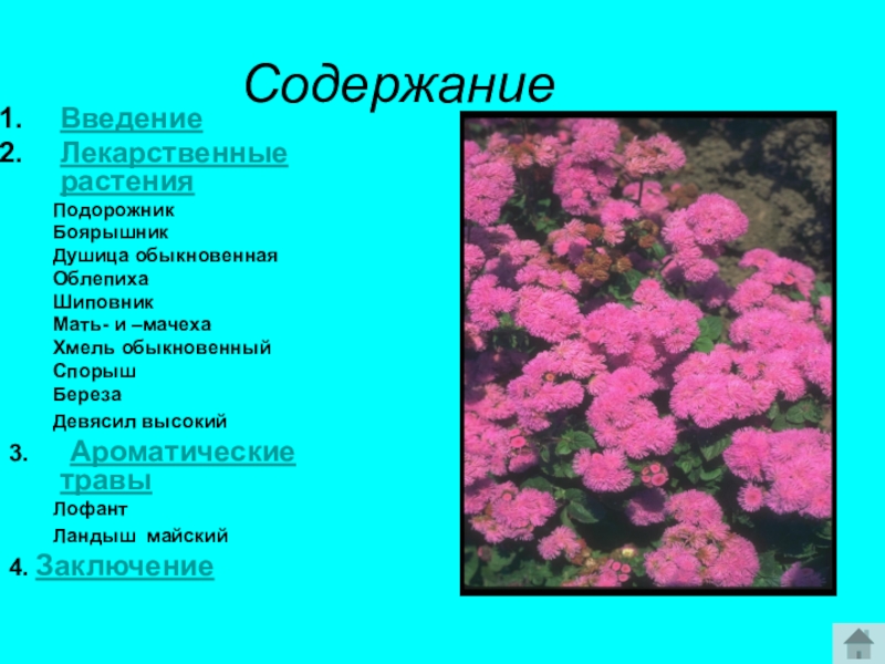 Презентация medicinal plants