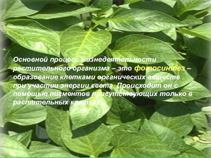 Жизнедеятельность растительной. Хранение продуктов жизнедеятельности растений.