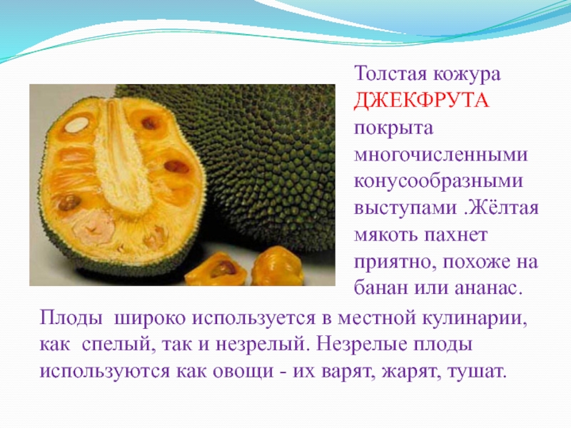 Плоды широко используется в местной кулинарии, как спелый, так и незрелый. Незрелые плоды используются как овощи -