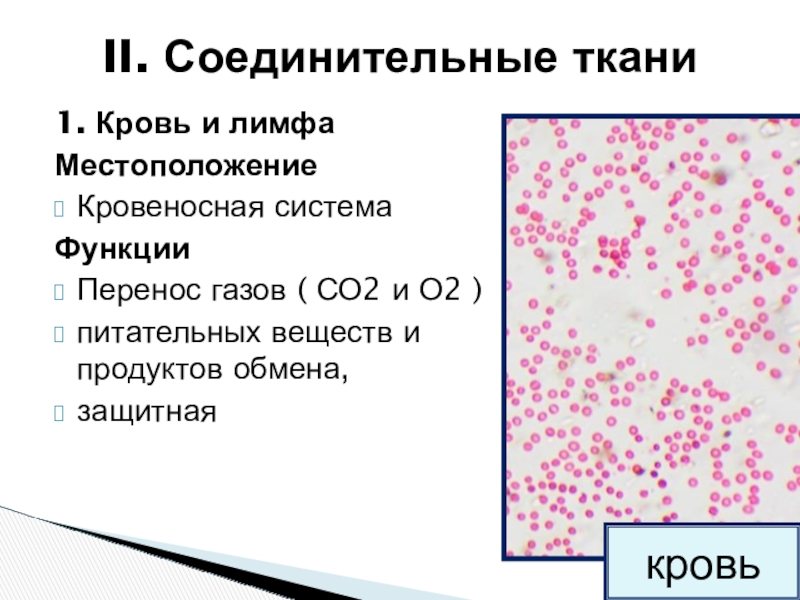 Соединительная ткань кровь рисунок