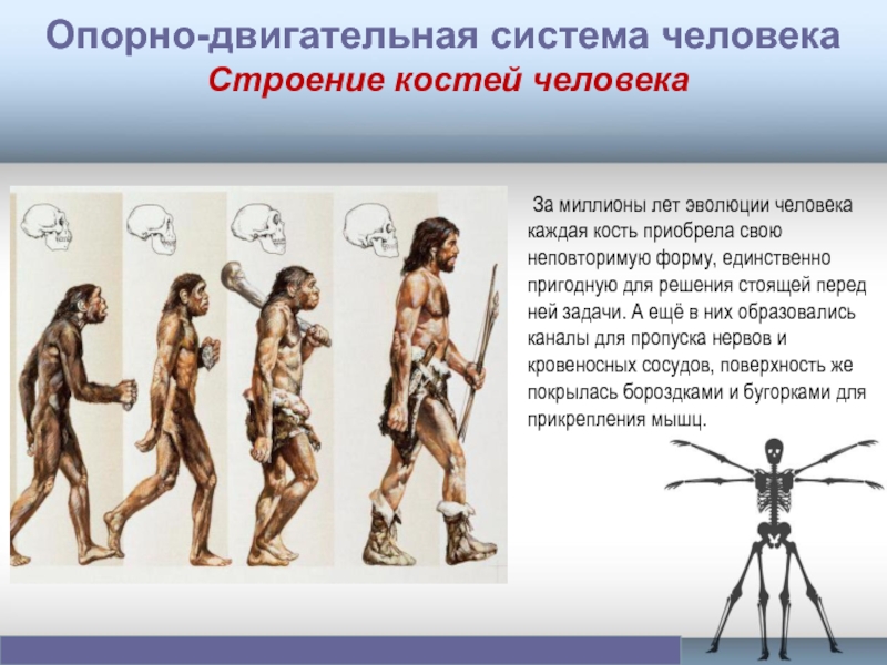 Эволюция костей. Антропогенез этапы эволюции человека. Древняя анатомия человека. Скелет неандертальца и кроманьонца. Система органов определение.