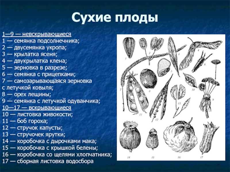 Описание плодов. Сухие плоды. Сухие плоды примеры. Невскрывающиеся плоды. Типы сухих плодов.