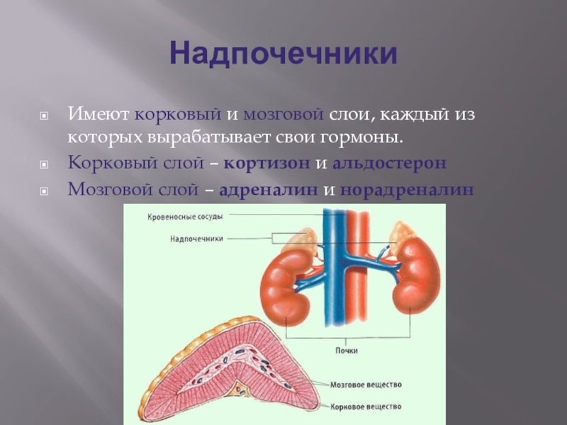 Надпочечники это. Корковый слой надпочечников. Мозговой слой надпочечников. Гормоны коркового слоя надпочечников. Надпочечники мозговой слой и корковый слой.