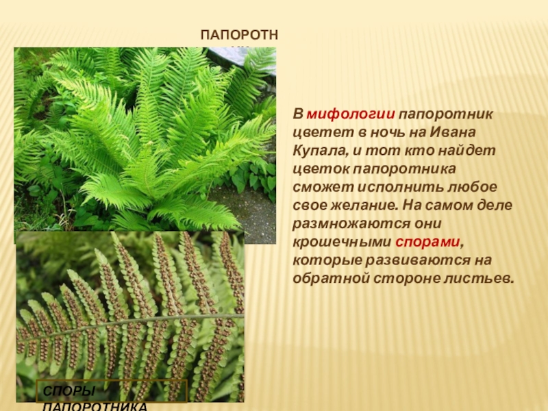 Папоротник сообщение 3 класс окружающий мир. Папоротник мифология. Папоротник текст. Папоротник спора сосна. Вопросы по теме папоротники.