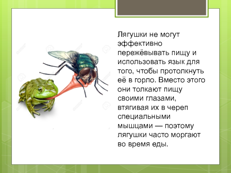 Лягушки не могут эффективно пережёвывать пищу и использовать язык для того, чтобы протолкнуть
