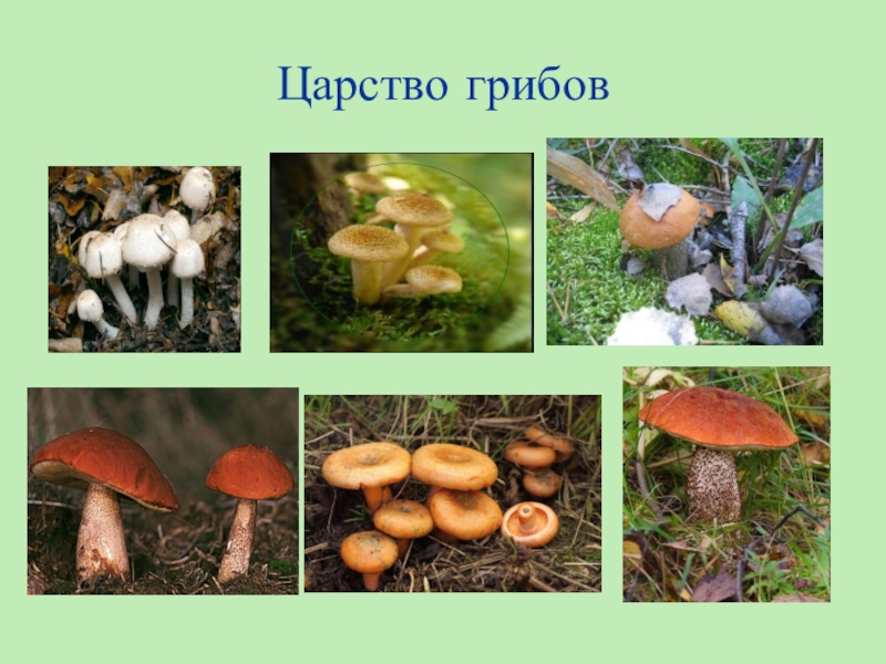 Царство грибы 9 класс. Царство грибов. Представители царства грибов. Грибы царство живой природы. Царство грибов примеры.