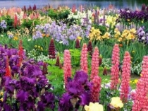 Презентация к уроку математики в 6 классе Длина окружности