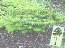 Голосеменные растения.