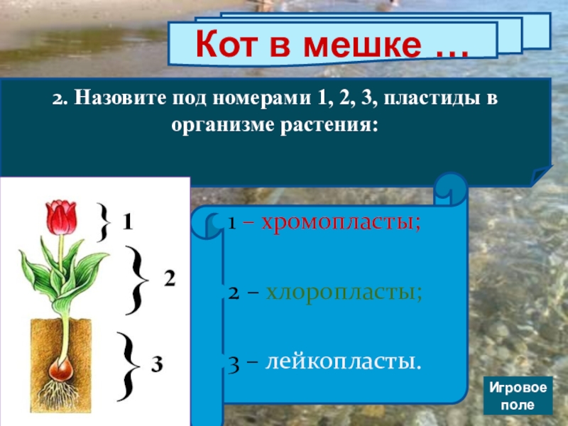 Назовите под. Викторина по ботанике. Вопросы по ботанике. Вопросы по ботанике 6 класс. Викторина по ботанике для студентов.