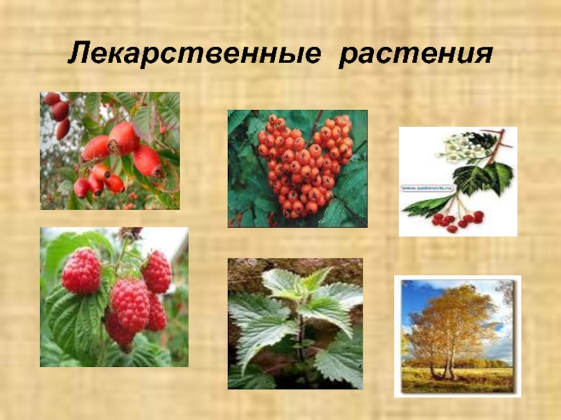 Как наши предки осваивали природу 3 класс умк гармония презентация