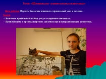 Шиншиллы- удивительные животные