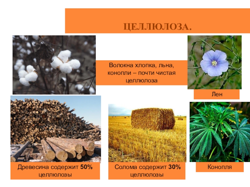 Презентация по теме целлюлоза