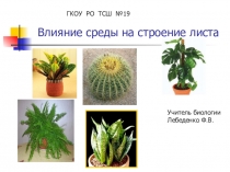 Презентация по биологии на тему Стронеие листа (7 класс)