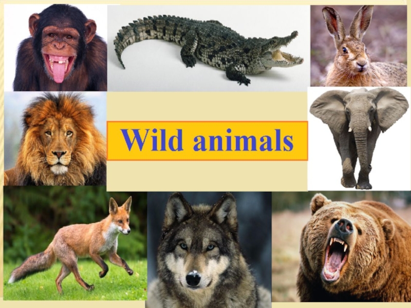 Дикая текст. Английский язык Wild animals. Презентация по английскому языку на тему животные. Animals тема. Хищные животные на англ.