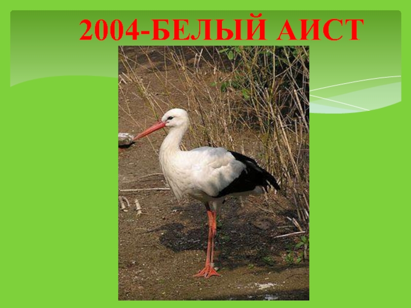 2004-БЕЛЫЙ АИСТ