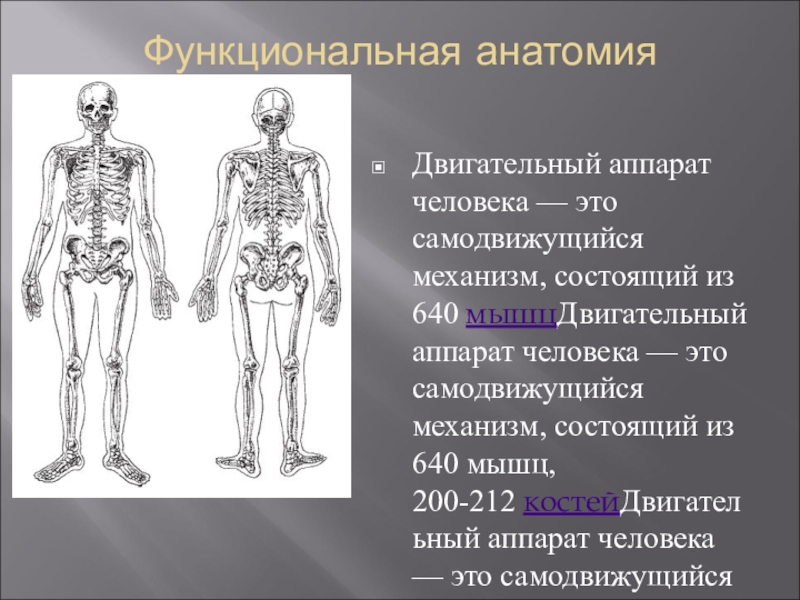 Опорно двигательная система презентация анатомия