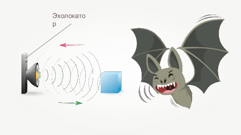 Крылатые эхолокаторы проект