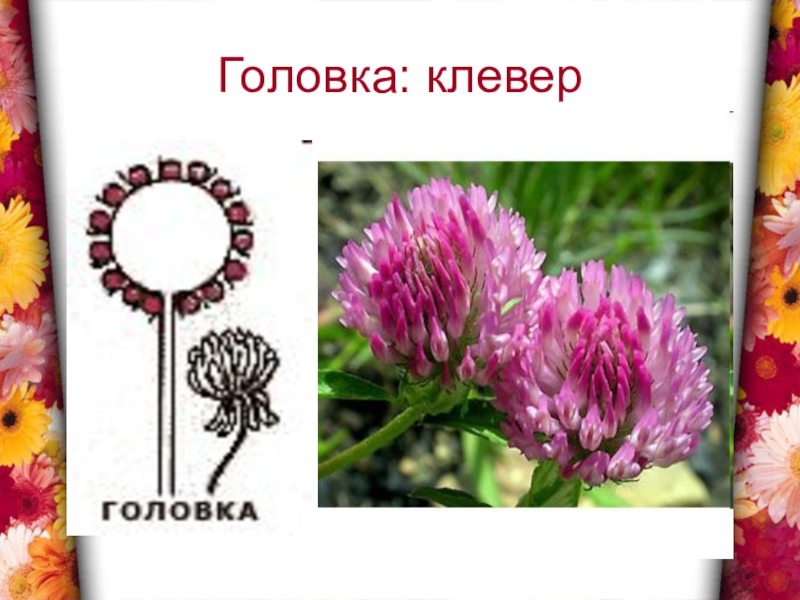 Выберите соцветие головка. Соцветие клевера биология 6 класс. Соцветие головка Клевер. Простые соцветия головка. Цветы с соцветием головка.