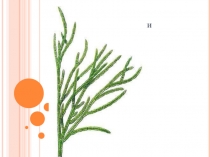 Презентация по биологии на тему Все о водорослях