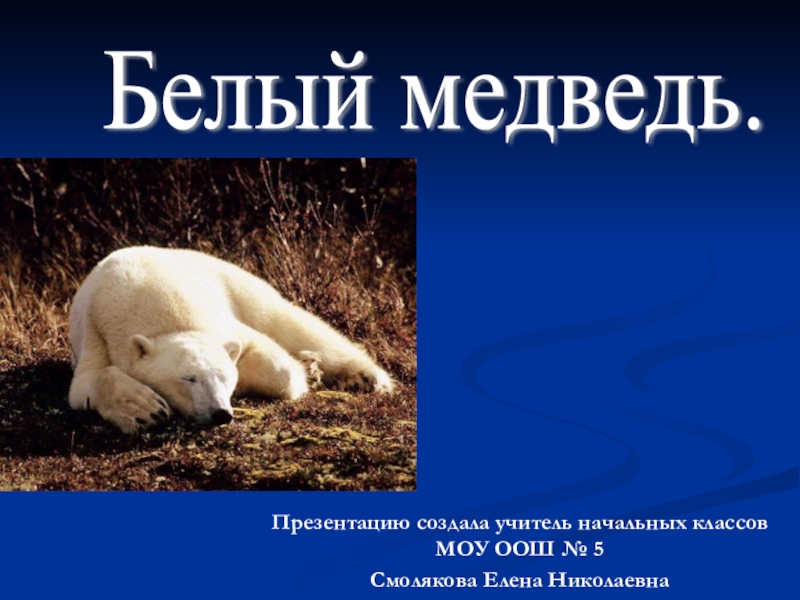 Презентацию создала учитель начальных классов МОУ ООШ № 5 Смолякова Елена НиколаевнаБелый медведь.