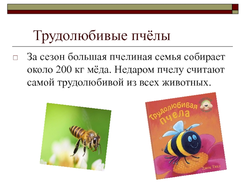 Трудолюбивая пчела журнал. Трудолюбивая пчела. Трудолюбивые пчелы презентация. Industrious. Трудолюбивые пчёлы. Доклад трудолюбивая пчела.