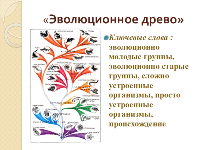 Презентация на тему развитие животного мира на земле