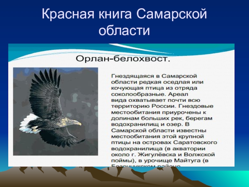 Животные красной книги самарской. Птицы из красной книги Самарской области. Животное Самарской области занесенные в красную книгу. Животные и птицы Самарской области занесенные в красную книгу. Птицы Самарской области занесенные в красную книгу.