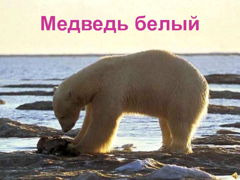 Медведь отряд млекопитающих. Белый медведь Ursus maritimus. Медведь-Полярный (Ursus maritimus).