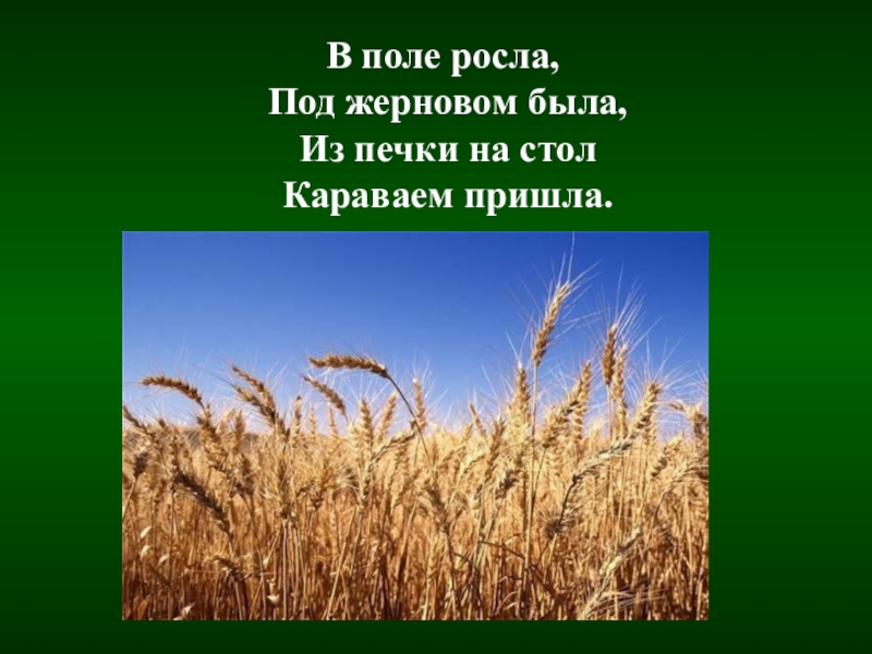 Вырастут поля. Что растет в поле. В поле росла под жерновом была. Что может расти в поле. Что произрастает на поле.