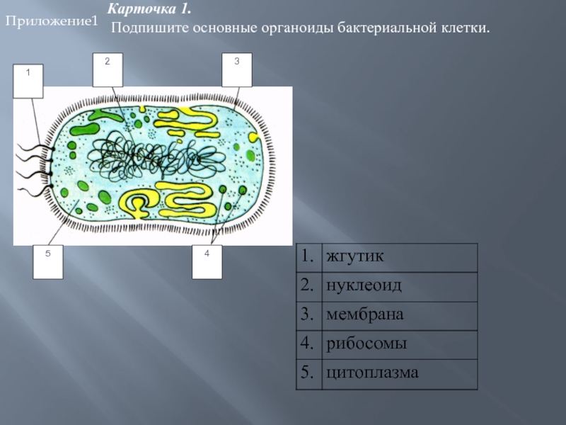 Клетка бактерий рибосомы